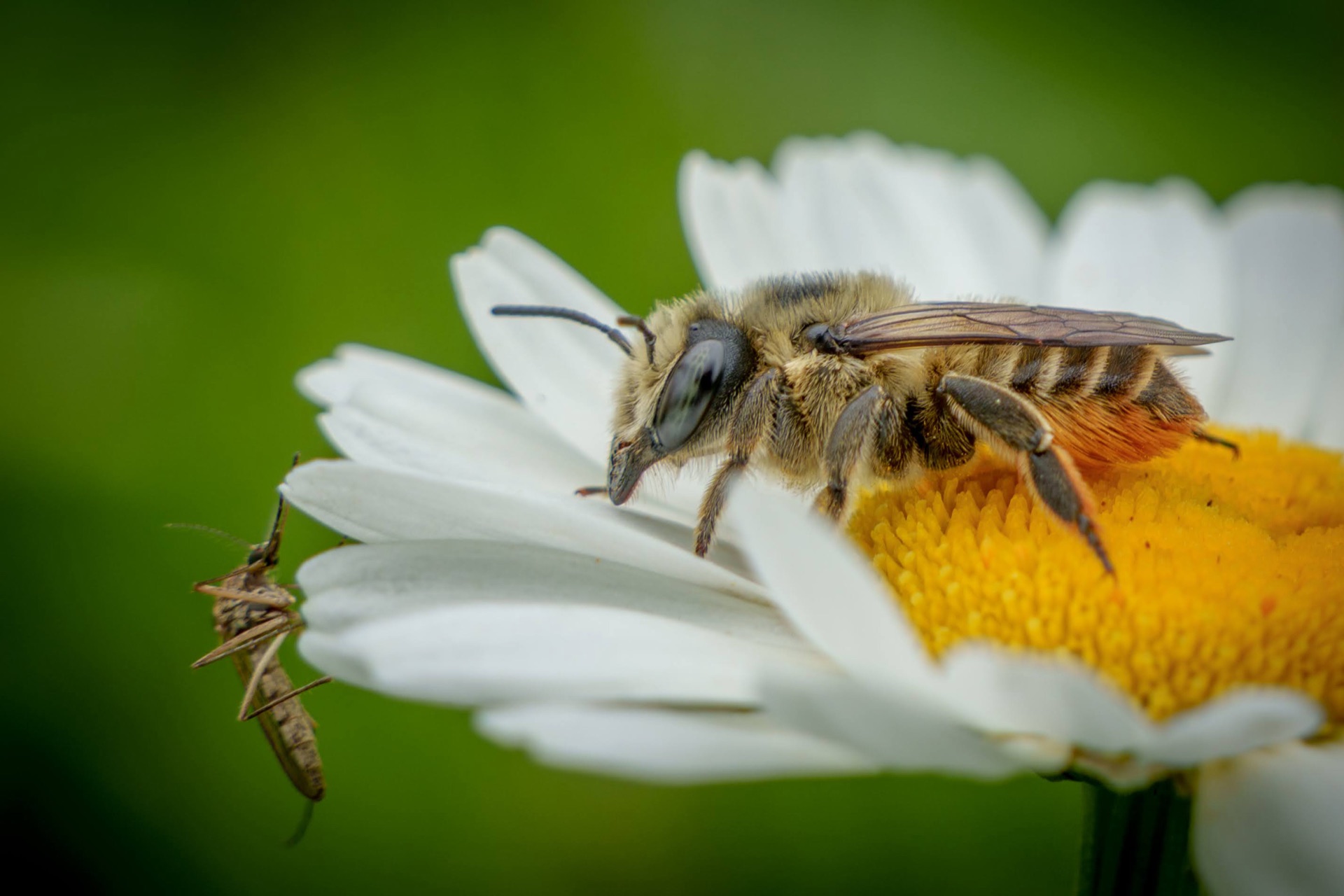 Bee and grasshopper on daisy